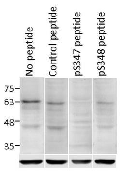 phospho-c-Myc (Ser347) Rabbit anti-Human, Polyclonal, MilliporeSigma 100
